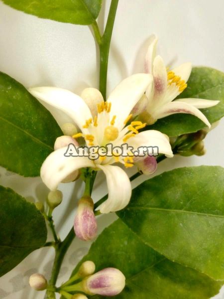 фото Лимон Мейера (Citrus meyeri) от магазина магазина орхидей Ангелок