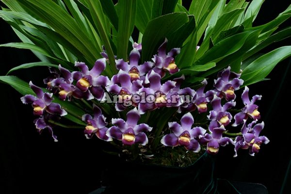 фото Боллея (Pescatoria coelestis) от магазина магазина орхидей Ангелок