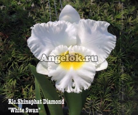 Каттлея (Rlc.Shinaphat Diamond 'White Swan')