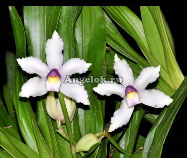 фото Боллея (Bollea hirtzii) от магазина магазина орхидей Ангелок