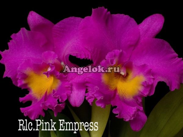 Каттлея (Rlc.Pink Empress)