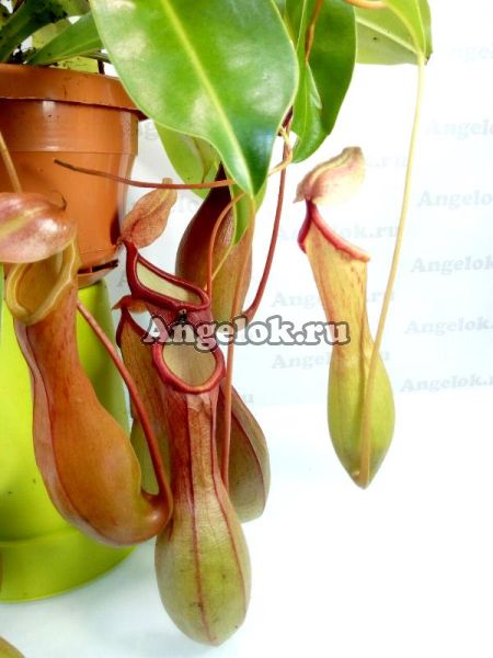 фото Непентес крылатый (Nepenthes Alata) от магазина магазина орхидей Ангелок