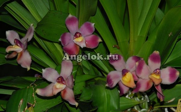фото Боллея (Pescatoria ecuadorana) от магазина магазина орхидей Ангелок