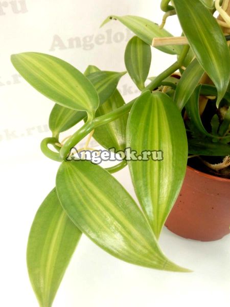 фото Ваниль плосколистная (Vanilla planifolia) от магазина магазина орхидей Ангелок