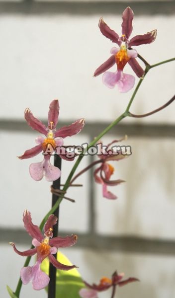 фото Онцидиум гибридный (Miltonidium Katrin Zoch) от магазина магазина орхидей Ангелок
