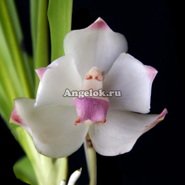фото Боллея (Pescatoria wallisii) от магазина магазина орхидей Ангелок
