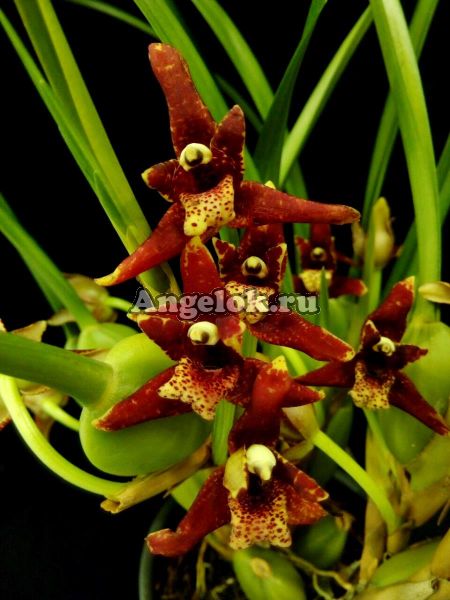 фото Максиллярия тонколистная (Maxillaria tenuifolia) от магазина магазина орхидей Ангелок