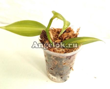 Ваниль плосколистная (Vanilla planifolia) черенок